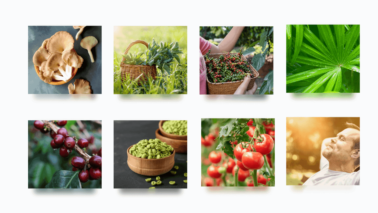 Advanced Prostate Formula Ingredients